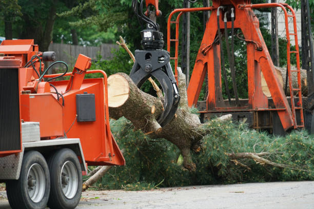 The Steps Involved in Our Tree Care Process in Stansbury Park, UT